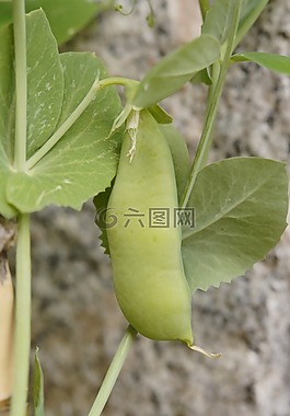 豌豆莢,豌豆,豌豆植物