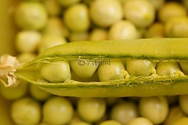 豌豆莢,豌豆,弗里施