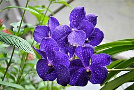 紫色的花朵,植物園,植物