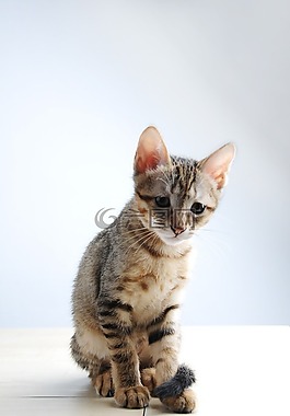 動物,貓,小貓