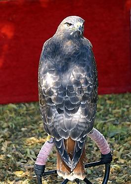 捕食鳥,鷹,獵鷹
