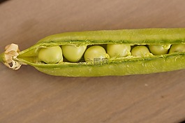 豌豆莢,豌豆,莢