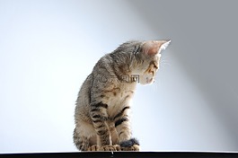 動物,貓,小貓