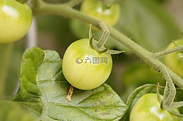 布什西紅柿,番茄植株,番茄