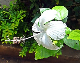 花,槿,达瓦