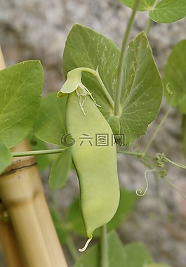 豌豆莢,豌豆,豌豆植物