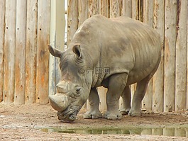 犀牛,動(dòng)物,動(dòng)物園