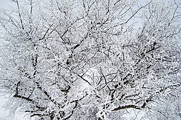 霜,冬天,雪