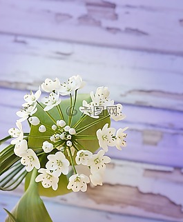 花,開(kāi)花,白