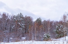 森林,雪,云
