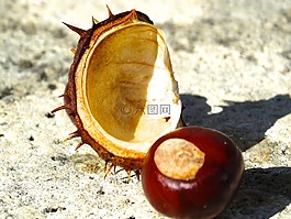 板栗,板栗殼,帶動