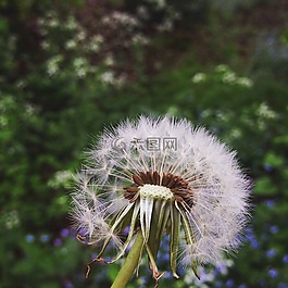 蒲公英,綠色,春