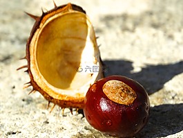 板栗,殼,板栗殼