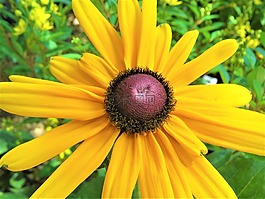 花,雛菊,黃色