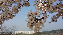 櫻花盛開,春天,大自然