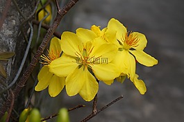 豹,金杏,春天