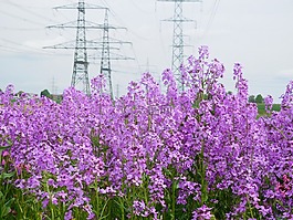 馬格斯塔特,鮮花,當(dāng)前