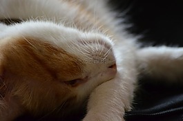 加塔,猫,弗利纳