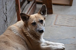 婊子,狗,可以