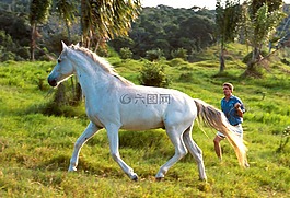 馬,白,動物