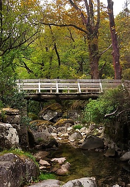 橋,自然,景觀