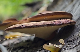 秋季,性質(zhì),蘑菇