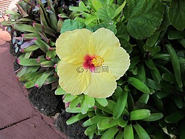 花,熱帶,開花