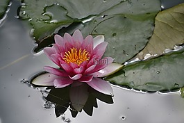 睡莲,花,水