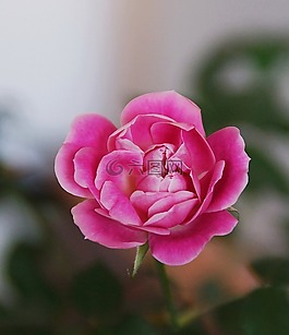 鮮花,玫瑰,溫柔的玫瑰