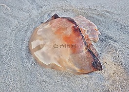 海蜇,滩海,自然
