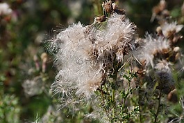 薊,種子,thistledown