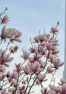 玉蘭,天空,樹