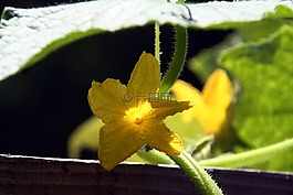 花,夏南瓜,花園