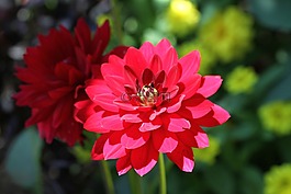 紅色,花,嬌琴紗
