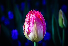 郁金香,花,tulpenbluete