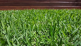 甲板,草,綠色