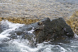 海洋,水,螃蟹