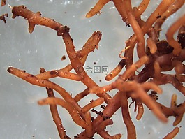 菌根,外生菌根,蘑菇
