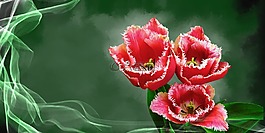 郁金香,花,廠