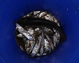 魚,干燥,印度石油沙丁魚