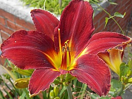 鮮花,花園,百合