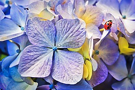 瓢蟲,鮮花,花園