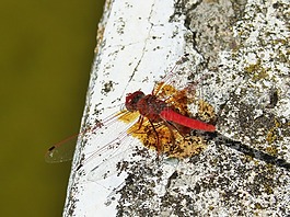 蜻蜓,紅蜻蜓,筏