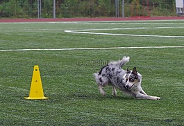 边境牧羊犬,守纪,竞争
