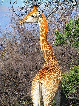 長頸鹿,野生動物園,頸部