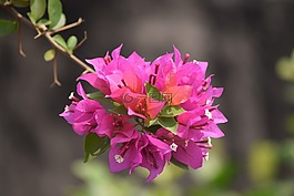 花,光明,粉紅色