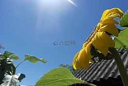 向日葵,天堂,黃