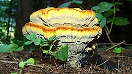 火種真菌,黃棕色蘑菇,性質