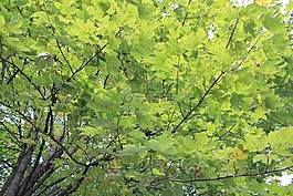 樹,葉子,夏季