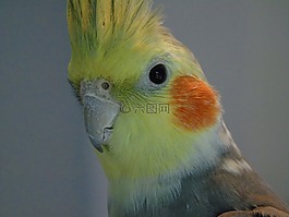 鸚鵡,鳥,特寫鏡頭